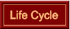 Life Cycle